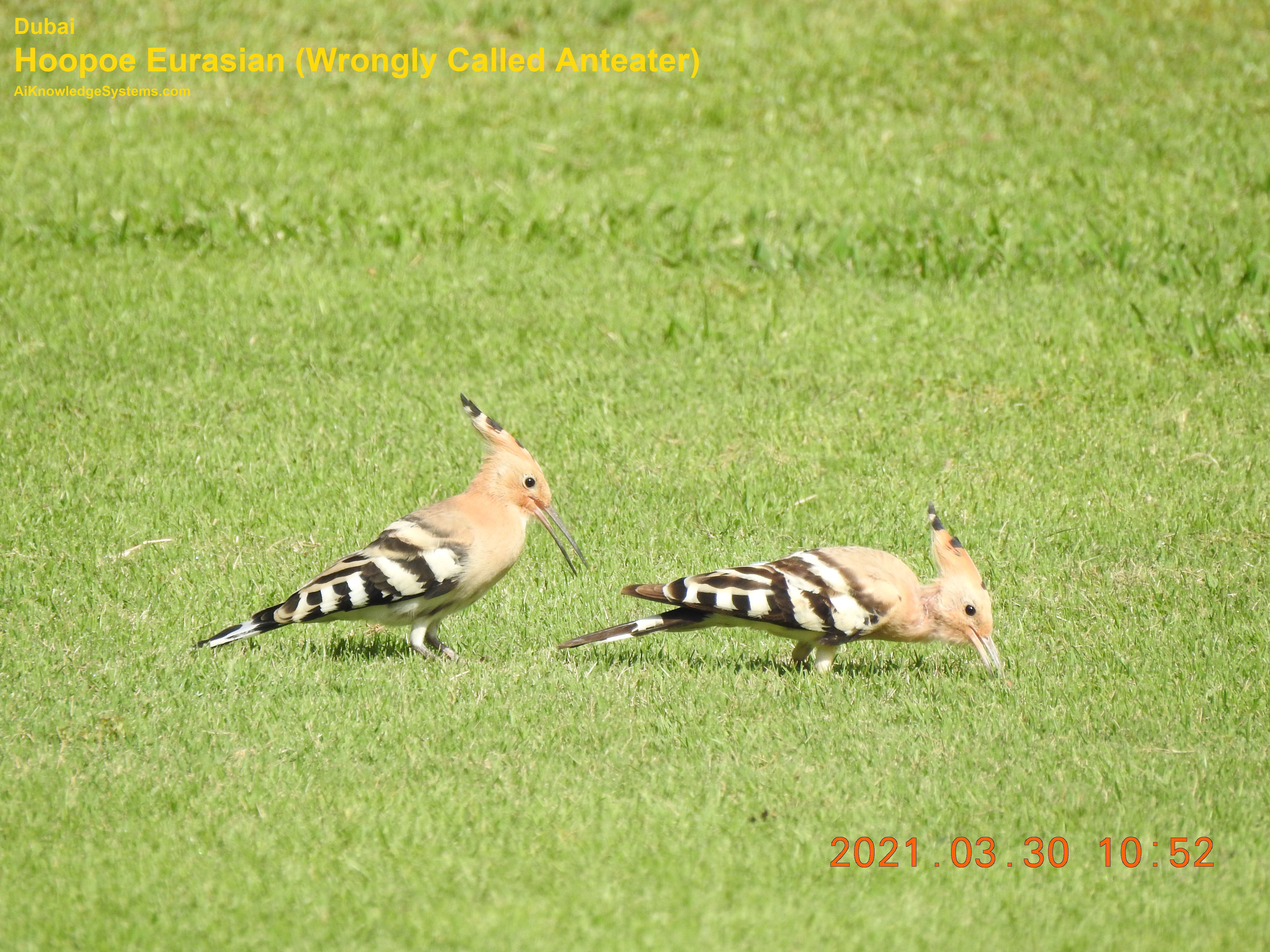 Hoopoe Eurasian (11) Coming Soon